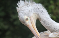 Canon RF 75-300mm F4-5.6 recenze