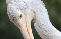 Canon RF 75-300mm F4-5.6 recenze