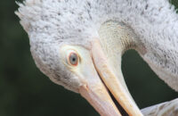 Canon RF 75-300mm F4-5.6 recenze