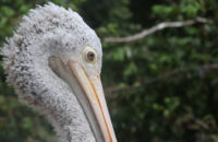 Canon RF 75-300mm F4-5.6 recenze