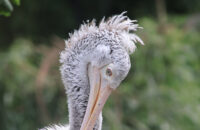 Canon RF 75-300mm F4-5.6 recenze