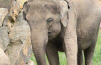 Canon RF 75-300mm F4-5.6 recenze