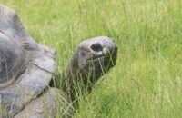 Canon RF 75-300mm F4-5.6 recenze