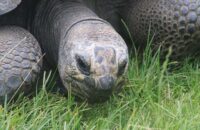 Canon RF 75-300mm F4-5.6 recenze