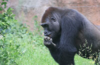 Canon RF 75-300mm F4-5.6 recenze