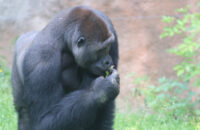 Canon RF 75-300mm F4-5.6 recenze