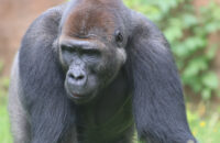 Canon RF 75-300mm F4-5.6 recenze