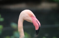 Canon RF 75-300mm F4-5.6 recenze