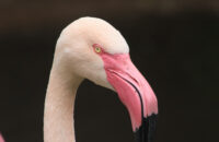 Canon RF 75-300mm F4-5.6 recenze