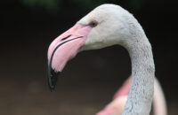 Canon RF 75-300mm F4-5.6 recenze