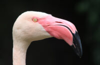 Canon RF 75-300mm F4-5.6 recenze