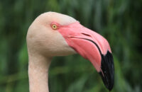 Canon RF 75-300mm F4-5.6 recenze