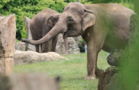 Canon RF 75-300mm F4-5.6 recenze