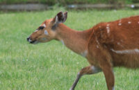 Canon RF 75-300mm F4-5.6 recenze