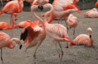 Canon RF 75-300mm F4-5.6 recenze