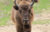 Canon RF 75-300mm F4-5.6 recenze