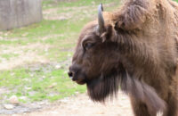 Canon RF 75-300mm F4-5.6 recenze