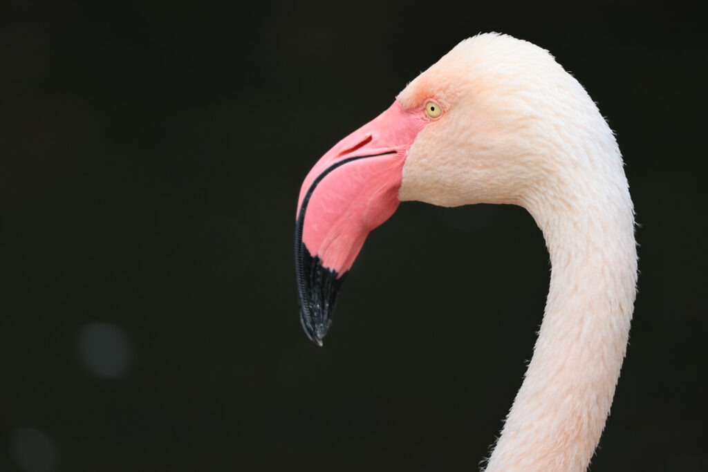 Canon RF 100-400mm f/5.6-8 IS USM - recenze - plameňák