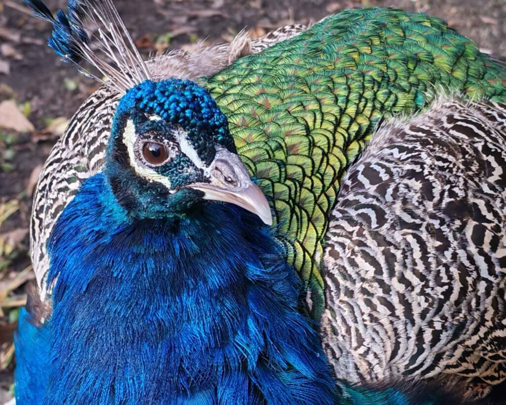 Honor 400 - recenze - páv