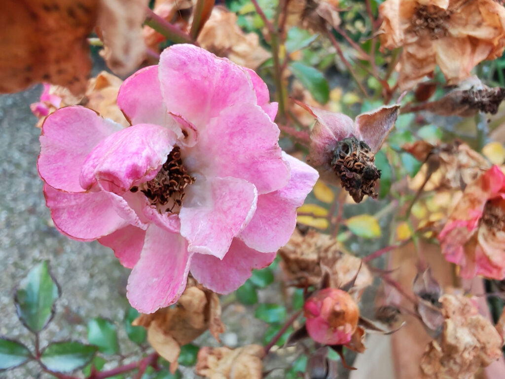 Honor 400 - recenze - makro