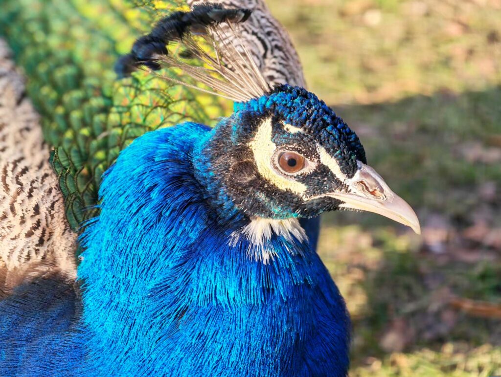 Honor Magic8 Pro - recenze - páv