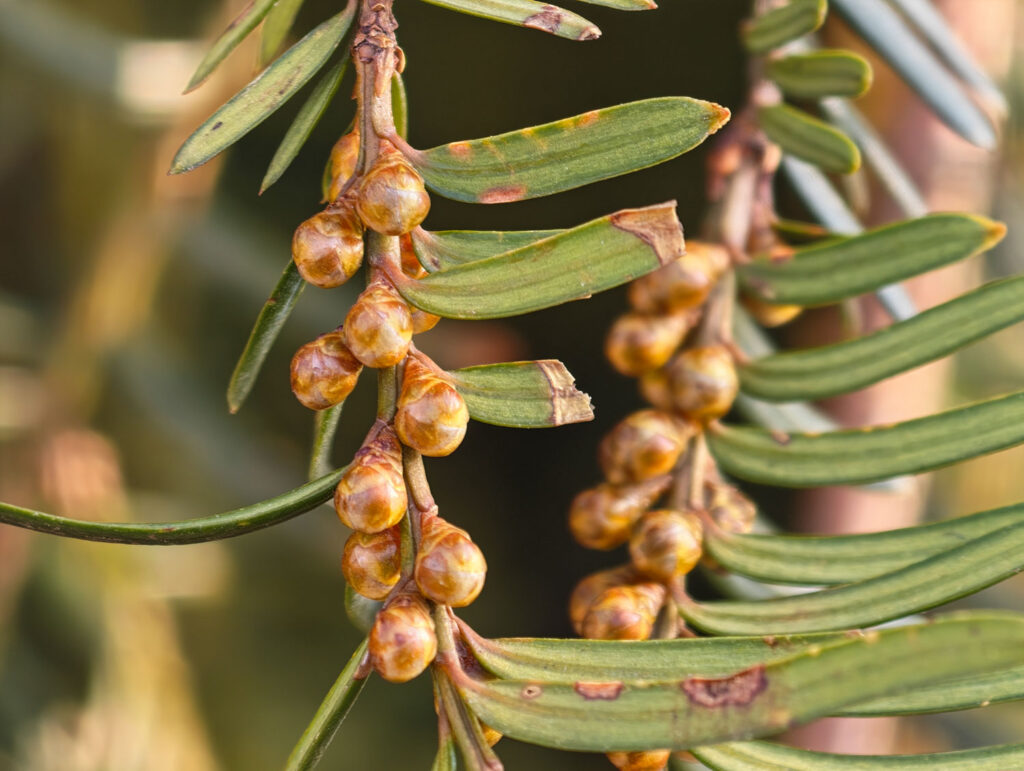 Honor Magic8 Pro - recenze - detail