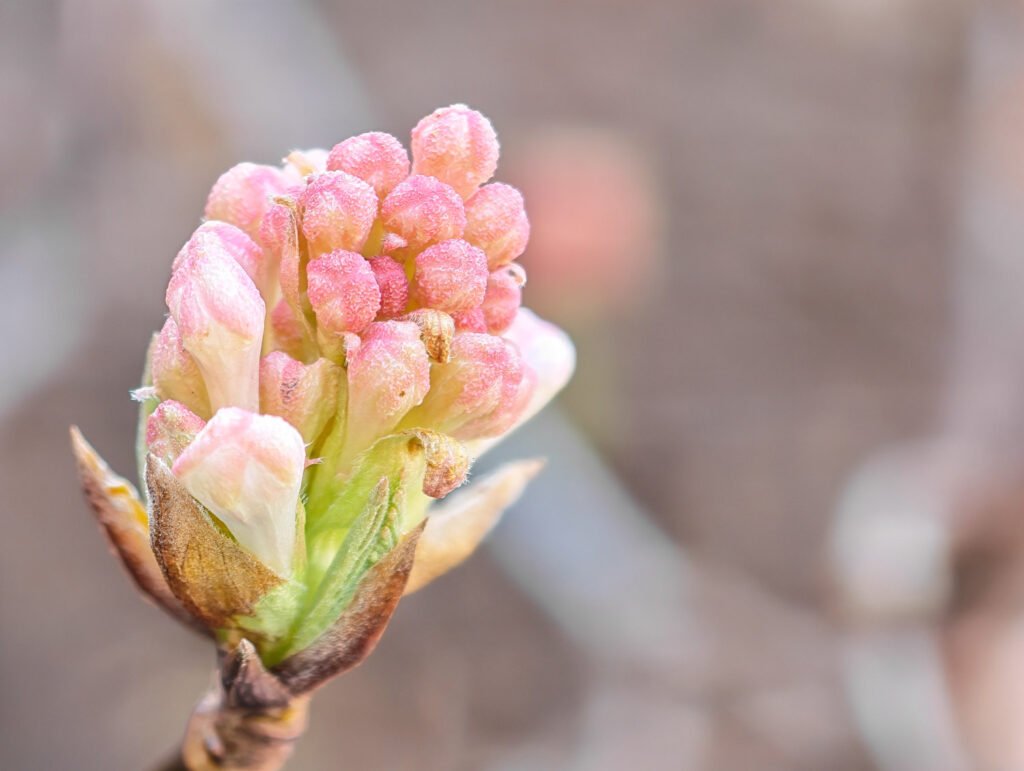 Honor Magic8 Pro - recenze - detail