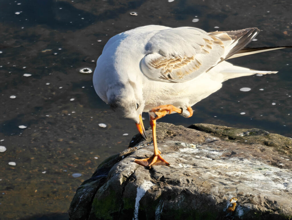 Honor Magic8 Pro - recenze - racek