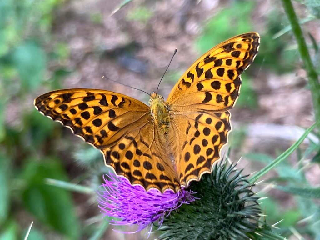 Portrét motýl