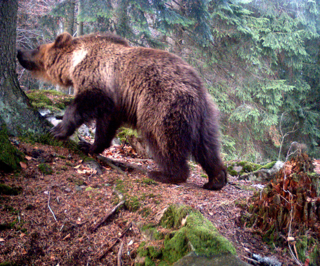 Medvěd v Beskydech