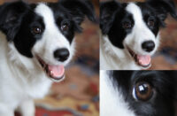 Jak fotit psi a portréty