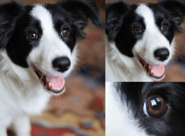 Jak fotit psi a portréty