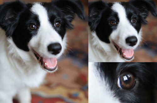 Jak fotit psi a portréty