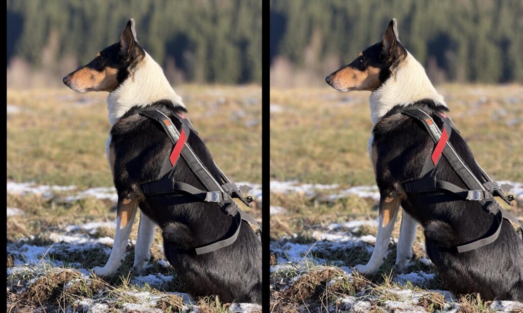 Focení psů a portrétů