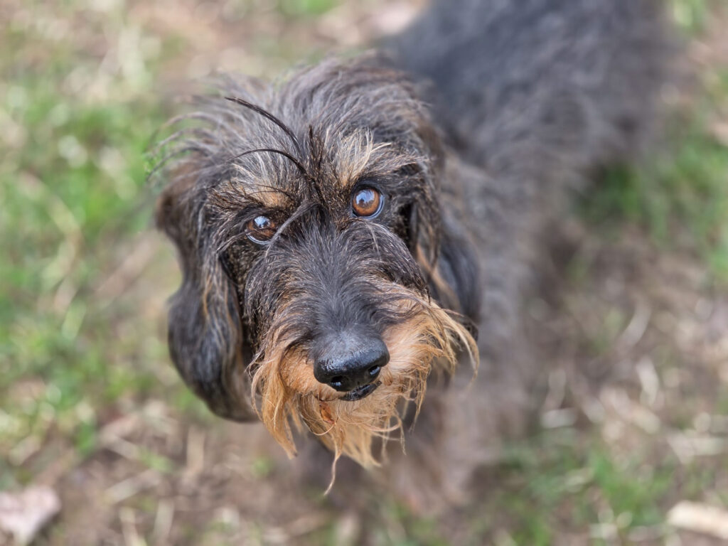 Samsung Galaxy S26 Recenze - pes