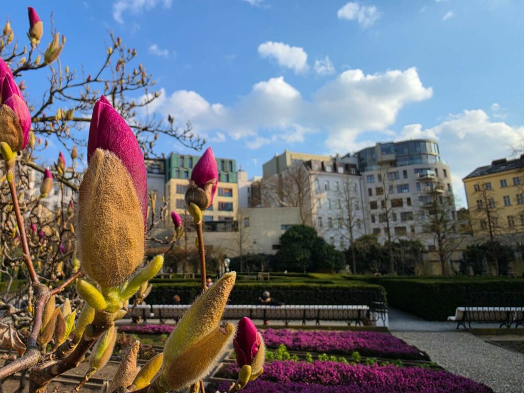 Samsung Galaxy S26 Recenze - květiny a keře