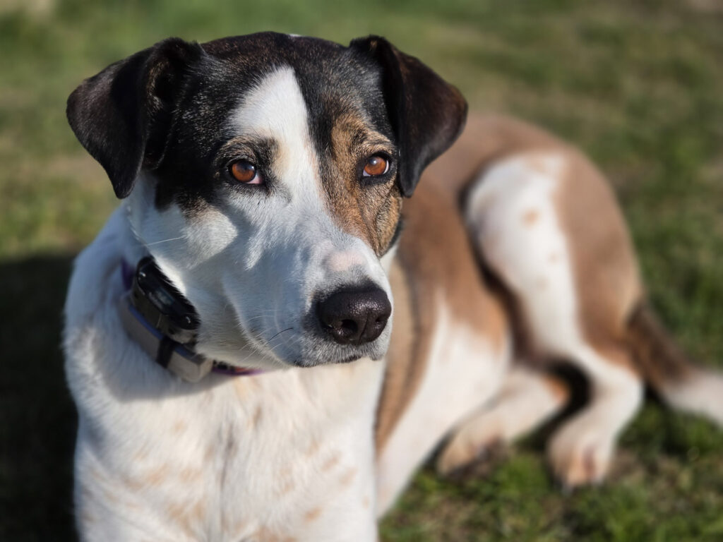 Samsung Galaxy S26 Recenze - pes