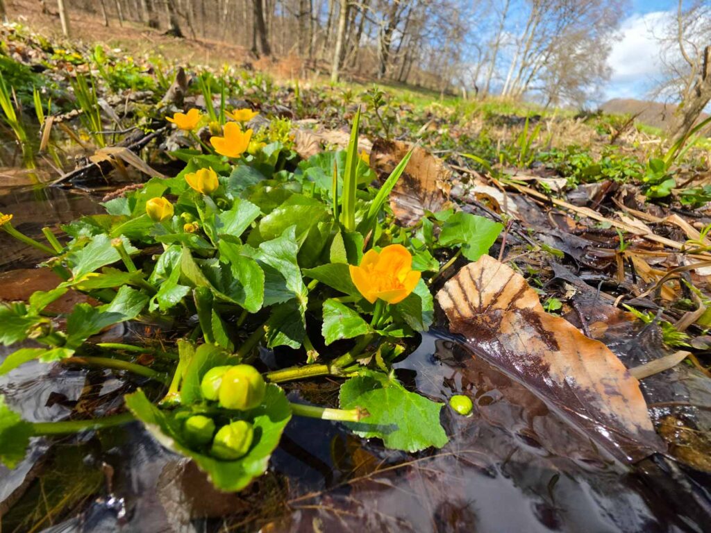 Samsung Galaxy S26 Recenze - blatouch