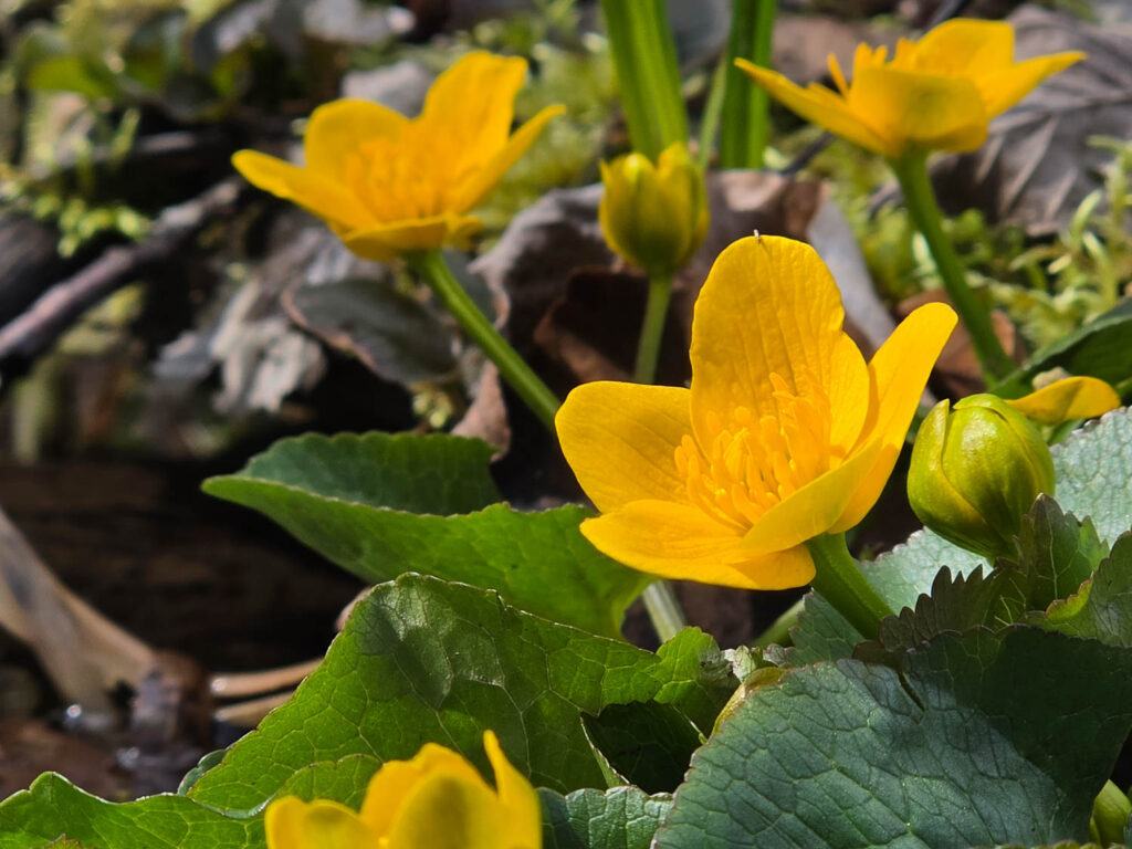 Samsung Galaxy S26 Recenze - blatouch