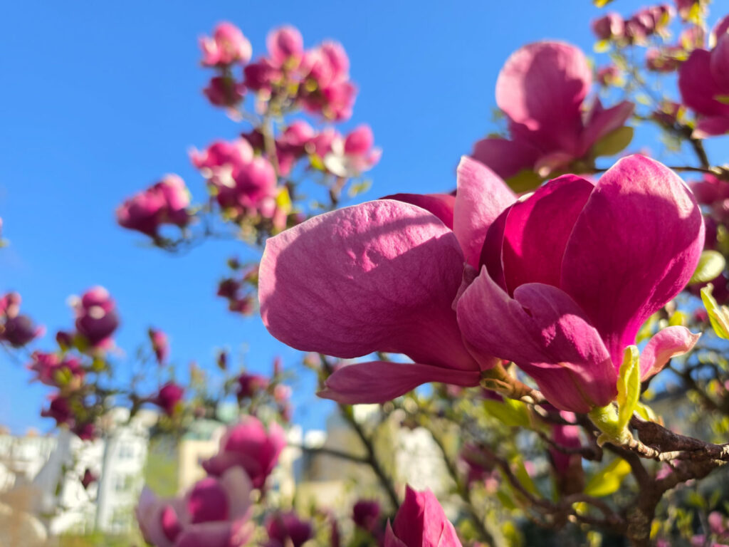 Samsung Galaxy S26 Recenze - magnólie