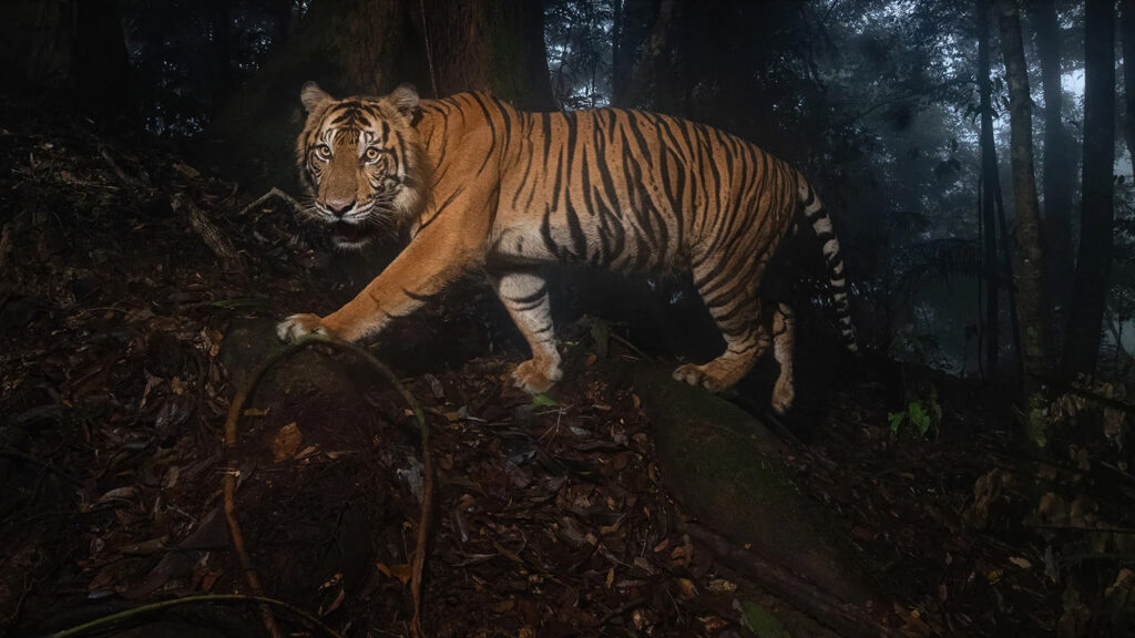 tygr sumaterský - Vladimír Čech ml.