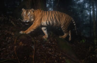 tygr sumaterský - Vladimír Čech ml.