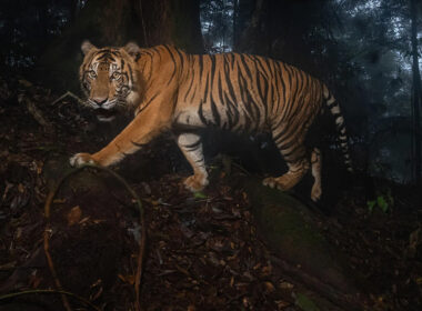 tygr sumaterský - Vladimír Čech ml.