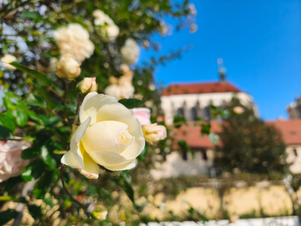 Xiaomi 15T recenze fotoaparátu - zahrady