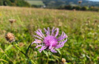 Xiaomi 15T recenze fotoaparátu - louka