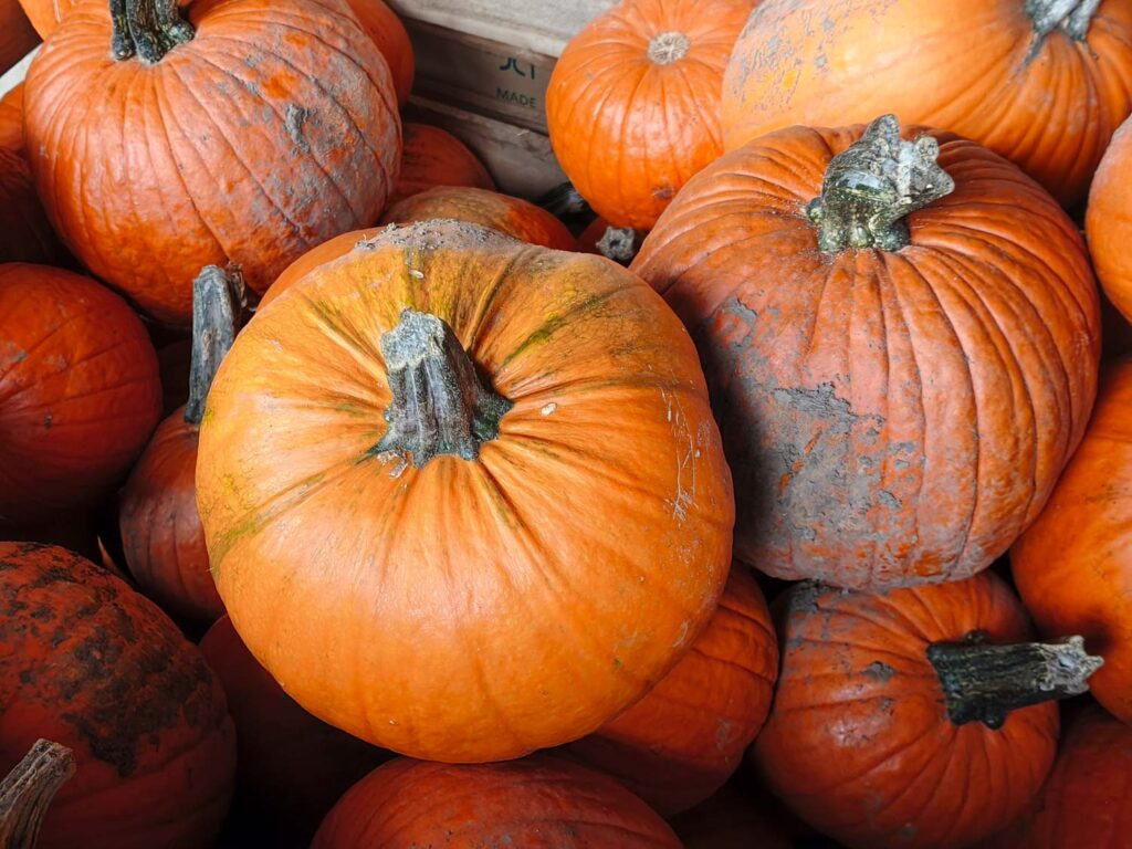 Xiaomi 15T recenze fotoaparátu - dýně