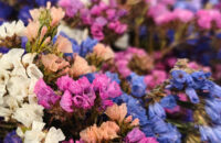 Xiaomi 15T recenze fotoaparátu - květiny