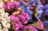 Xiaomi 15T recenze fotoaparátu - květiny