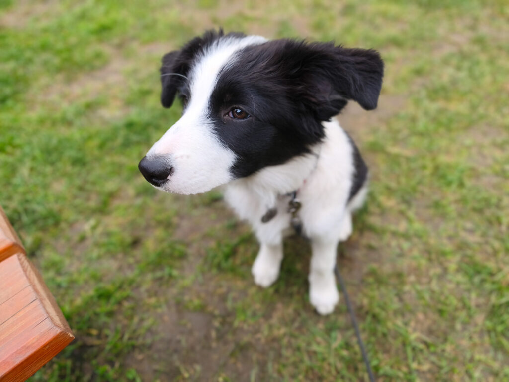 Xiaomi 15T recenze fotoaparátu - pes