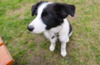 Xiaomi 15T recenze fotoaparátu - pes